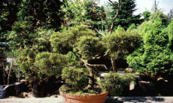 растениеводство polagro каталог польских
 фирм