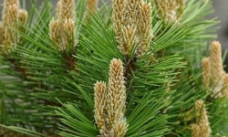 растениеводство polagro каталог польских
 фирм