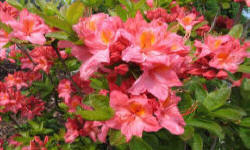 растениеводство polagro каталог польских
 фирм