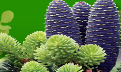 растениеводство polagro каталог польских
 фирм