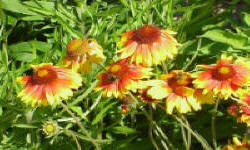 растениеводство polagro каталог польских
 фирм