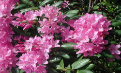 растениеводство polagro каталог польских
 фирм