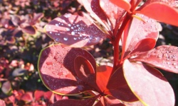 растениеводство polagro каталог польских фирм