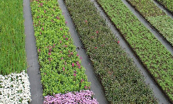 растениеводство polagro каталог польских
 фирм