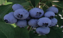 растениеводство polagro каталог польских
 фирм