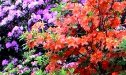 растениеводство polagro каталог польских
 фирм