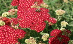 растениеводство polagro каталог польских
 фирм