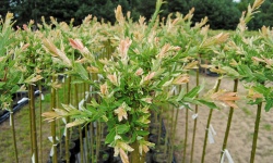 растениеводство polagro каталог польских фирм