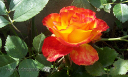 растениеводство polagro каталог польских
 фирм