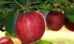 растениеводство polagro каталог польских
 фирм