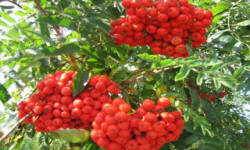 растениеводство polagro каталог польских
 фирм