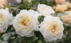 растениеводство polagro каталог польских фирм