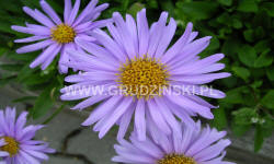 растениеводство polagro каталог польских
 фирм