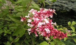 растениеводство polagro каталог польских
 фирм