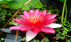 растениеводство polagro каталог польских
 фирм