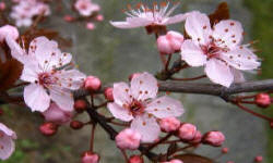 растениеводство polagro каталог польских
 фирм