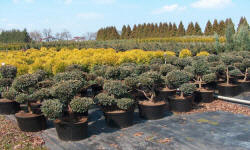 растениеводство polagro каталог польских
 фирм