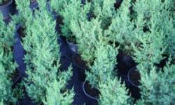 растениеводство polagro каталог польских
 фирм