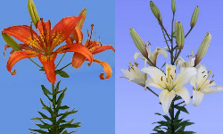 растениеводство polagro каталог польских
 фирм