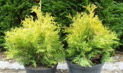 растениеводство polagro каталог польских
 фирм