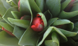 растениеводство polagro каталог польских фирм