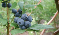 растениеводство polagro каталог польских фирм