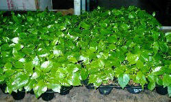 растениеводство polagro каталог польских
 фирм