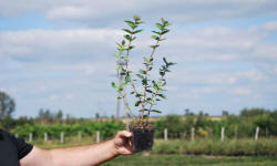 ogrodnictwo katalog polskich firm rolniczych szkółki roślin sadownictwo nasiona nawozy POLAGRO