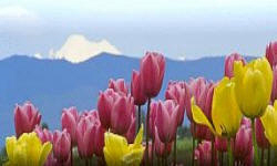 растениеводство polagro каталог польских
 фирм