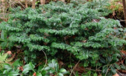 растениеводство polagro каталог польских
 фирм